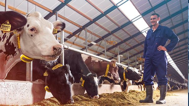 Cattle Expert system | Dairy farm management system
