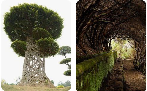 5 Amazing And Unique Trees In The World You Have Never Heard About