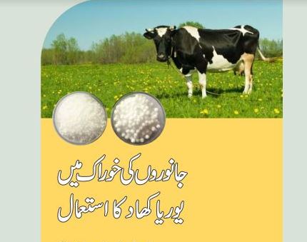Urea Poisoning In Cattle-Uses Of Urea In Animal Feed
