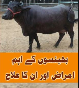 Animals Diseases And Treatment In Urdu PDF Book Download