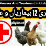 Hen Diseases And Treatment in Urdu Pdf